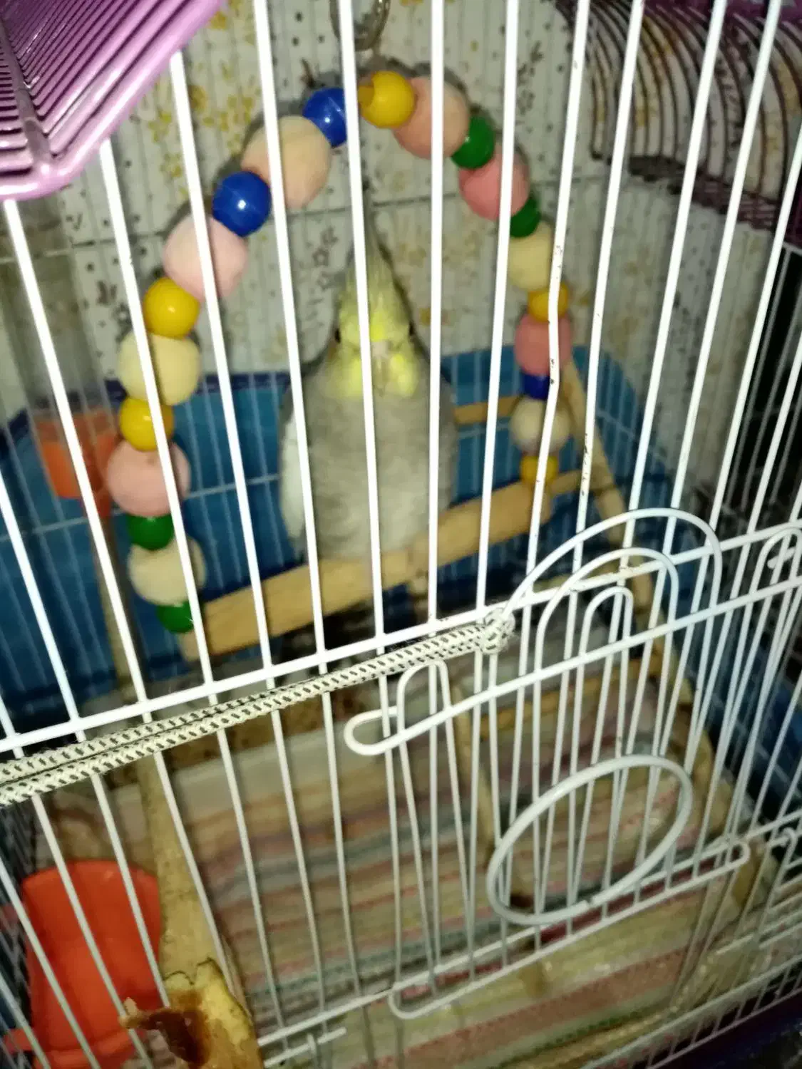 توجاده. لیماک. کوچه. فرهنگ.|پرنده|دالخانی, |دیوار