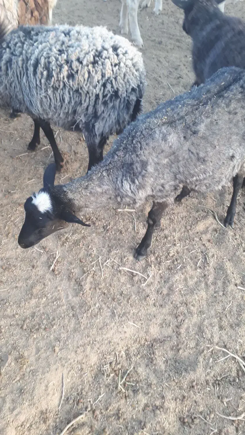 بره رومانف آبستن، لنگه چند قلو|حیوانات مزرعه|جلگه ماژان, |دیوار