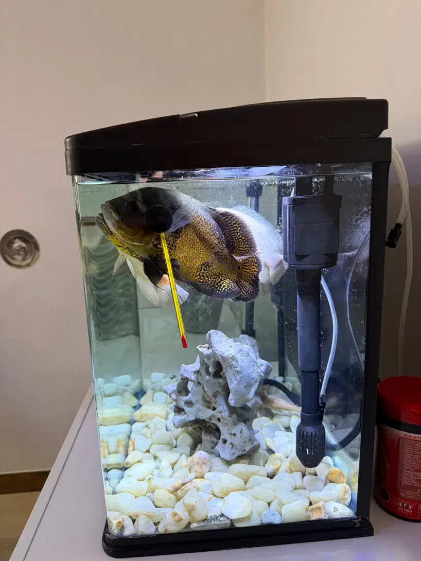 اکواریوم ۶۰لیتری|ماهی|آکند, |دیوار