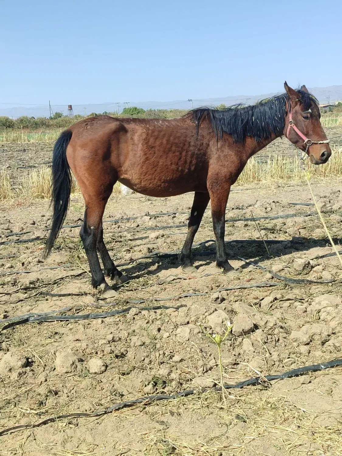 اسب مادیون|اسب و تجهیزات اسبسواری|فریمان, |دیوار