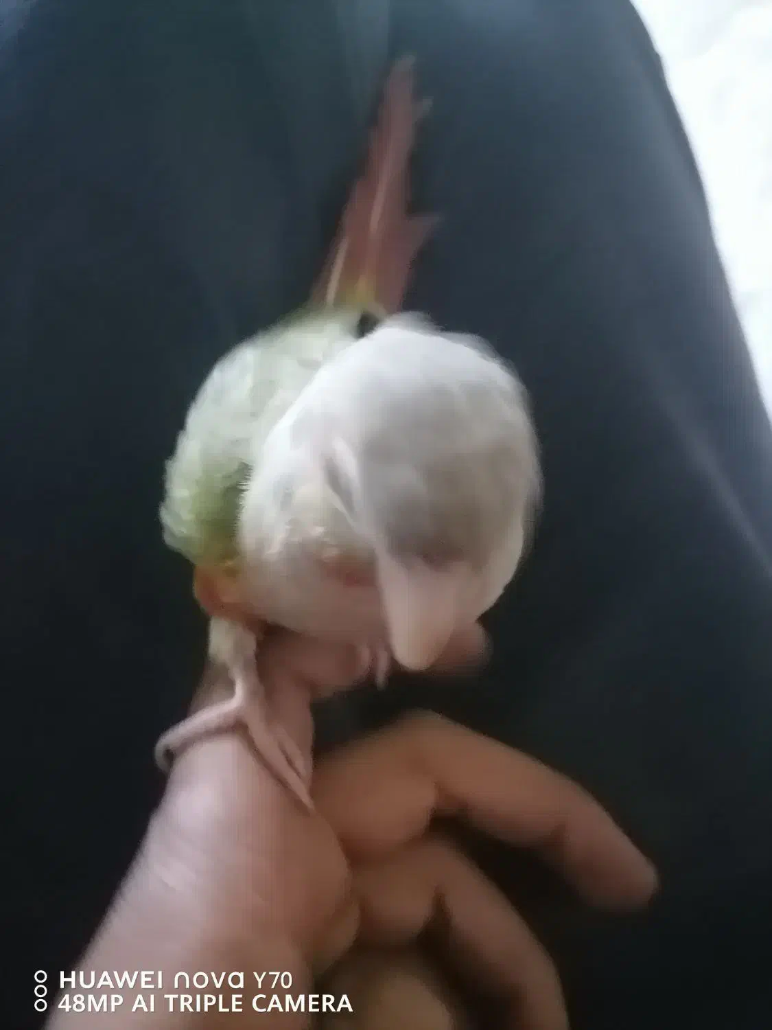 طوطی گرینچیگ رام داره ریز خونی میکنه|پرنده|کرمان, |دیوار