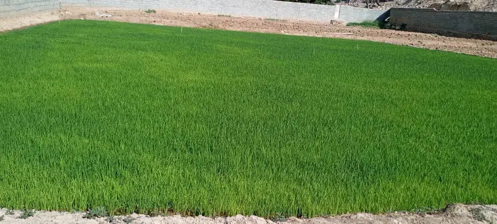 فروش برنج چمپا و فروش چلتوک چمپا|خوردنی و آشامیدنی|فلارد, |دیوار