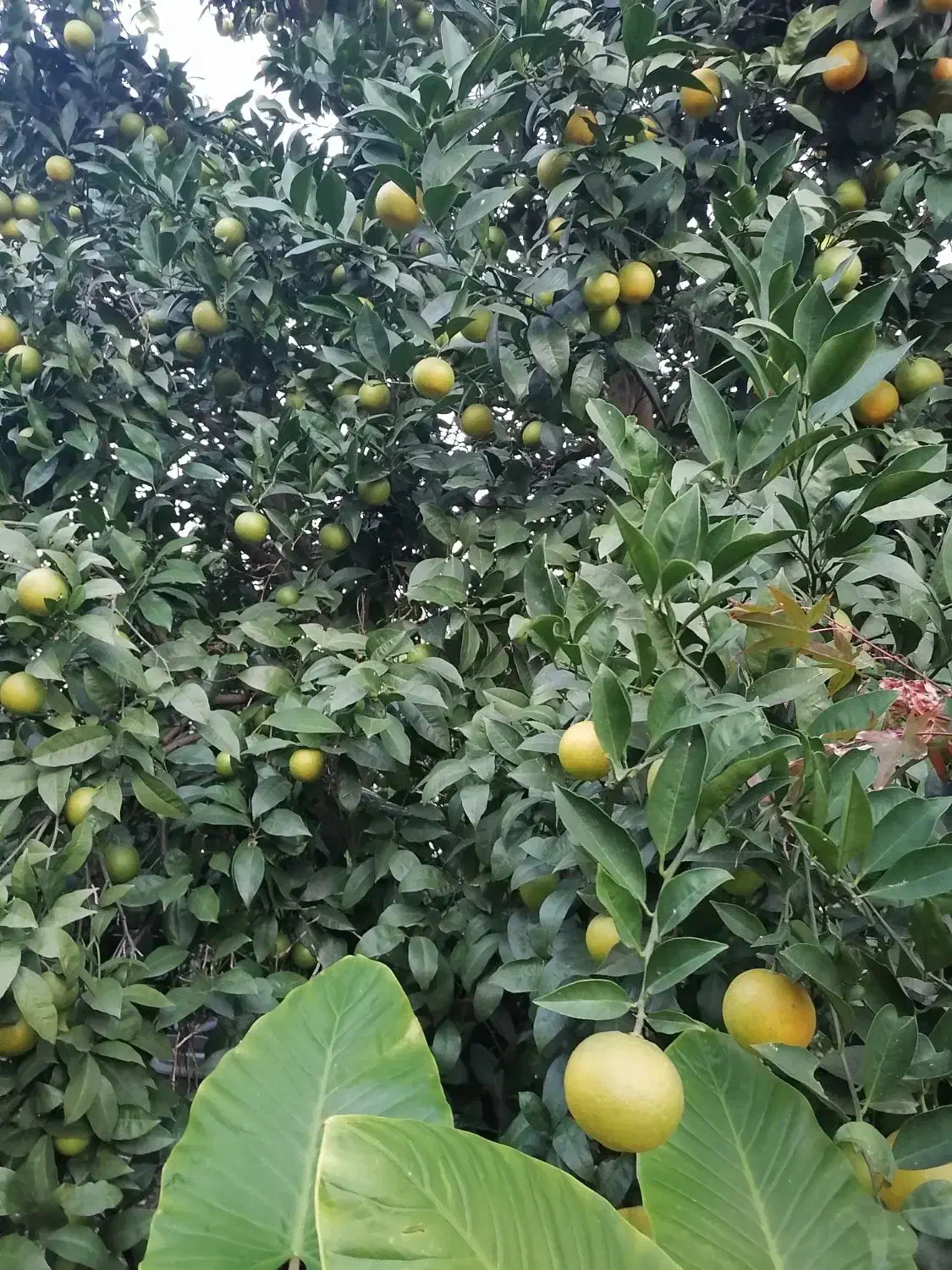 میوه پرتقال حدود 2 تن و نیم|عمده‌فروشی|کلارآباد, |دیوار