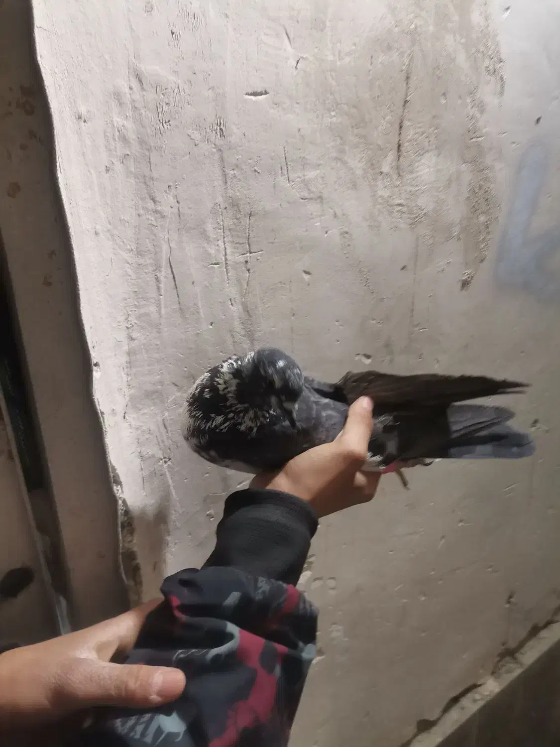 کبوتر پرشی|پرنده|شهرضا, |دیوار