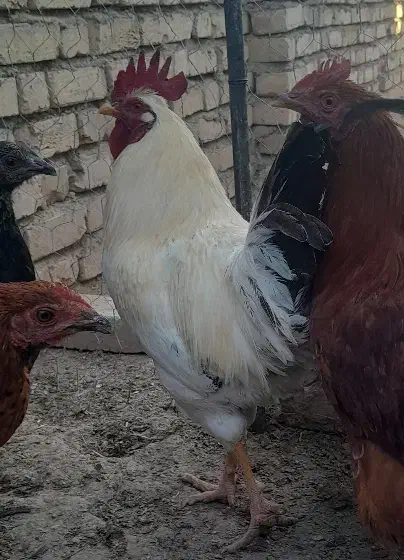 خروس محلی جوان هر کدوم ۳ کیلو گرم|حیوانات مزرعه|قیدار, |دیوار