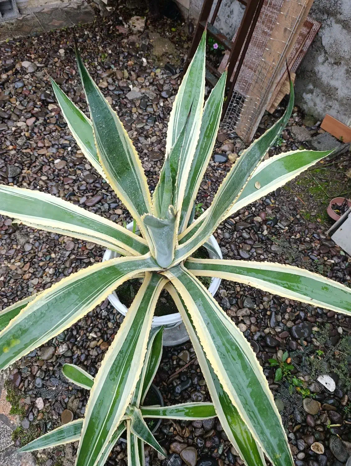 گل آگاو|گل و گیاه طبیعی|رشت, حومه رشت|دیوار