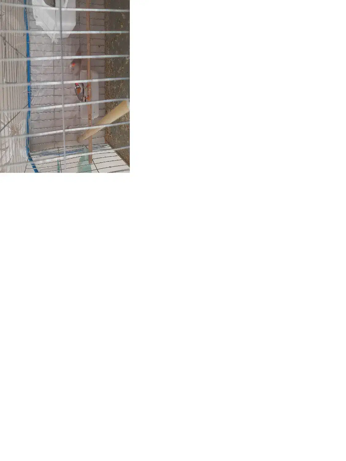 پرنده|پرنده|قزوین, |دیوار