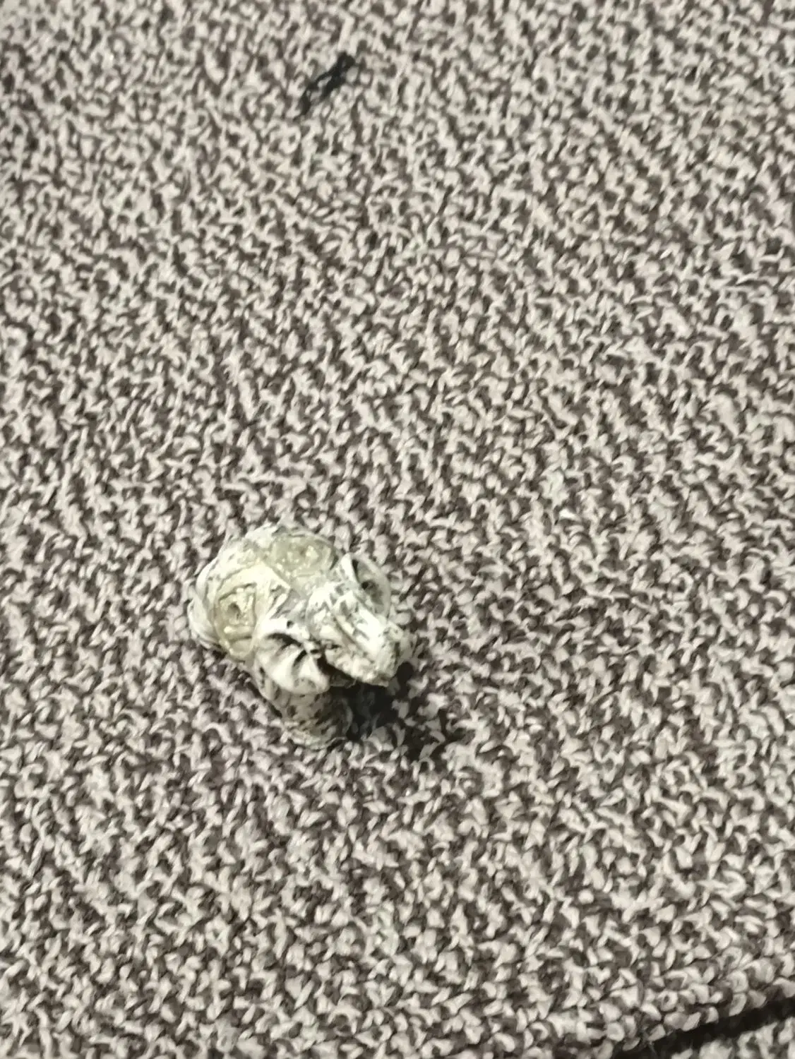 فیل|مجسمه، تندیس، ماکت|بهبهان, |دیوار