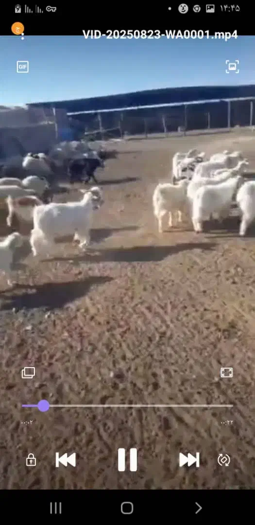 فروش کهره وبره|حیوانات مزرعه|بندرعباس, |دیوار