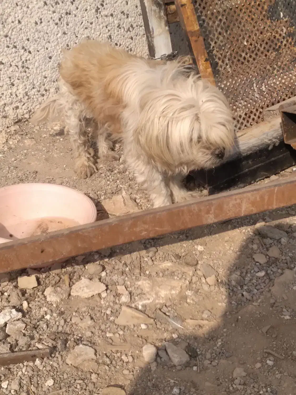 سگ پا کوتا ماده.|سگ|بشاریات, |دیوار