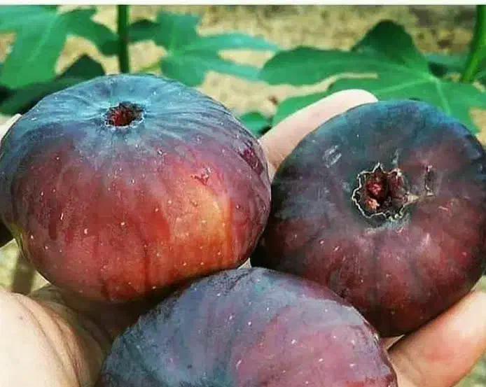 پیشفروش نهال انجیر یزدی|خدمات باغبانی و درختکاری|بابا حیدر, |دیوار