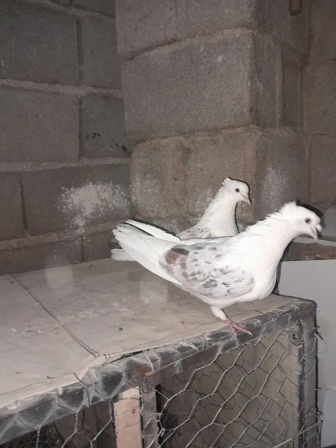 پشت هفترنگ|پرنده|بجنورد, |دیوار