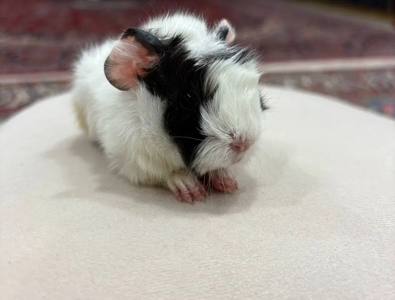 خوکچه هندی|موش و خرگوش|تهران, میدان ولیعصر|دیوار