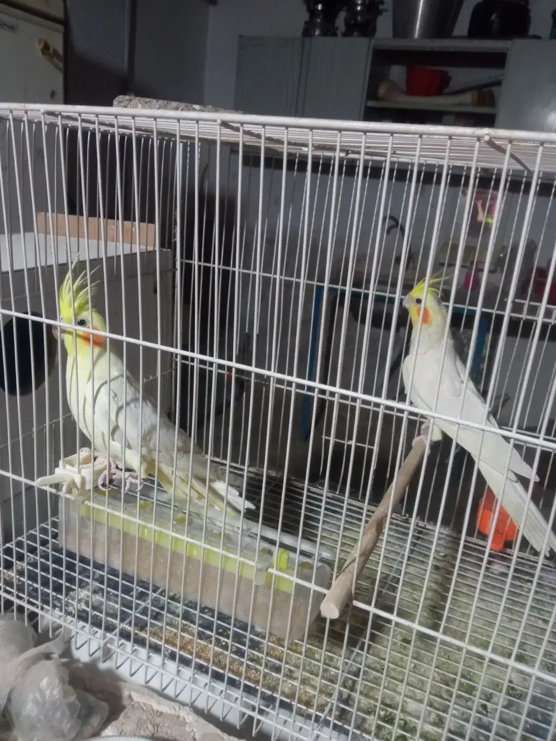 عروس هلندی|پرنده|زبرخان, |دیوار