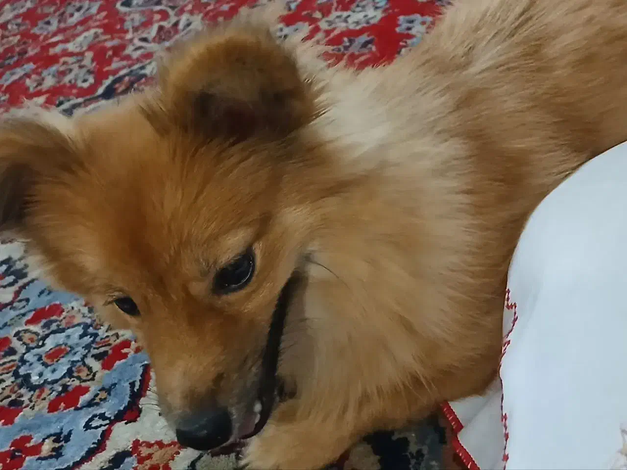 سگ پامر|سگ|قم, نخودی|دیوار