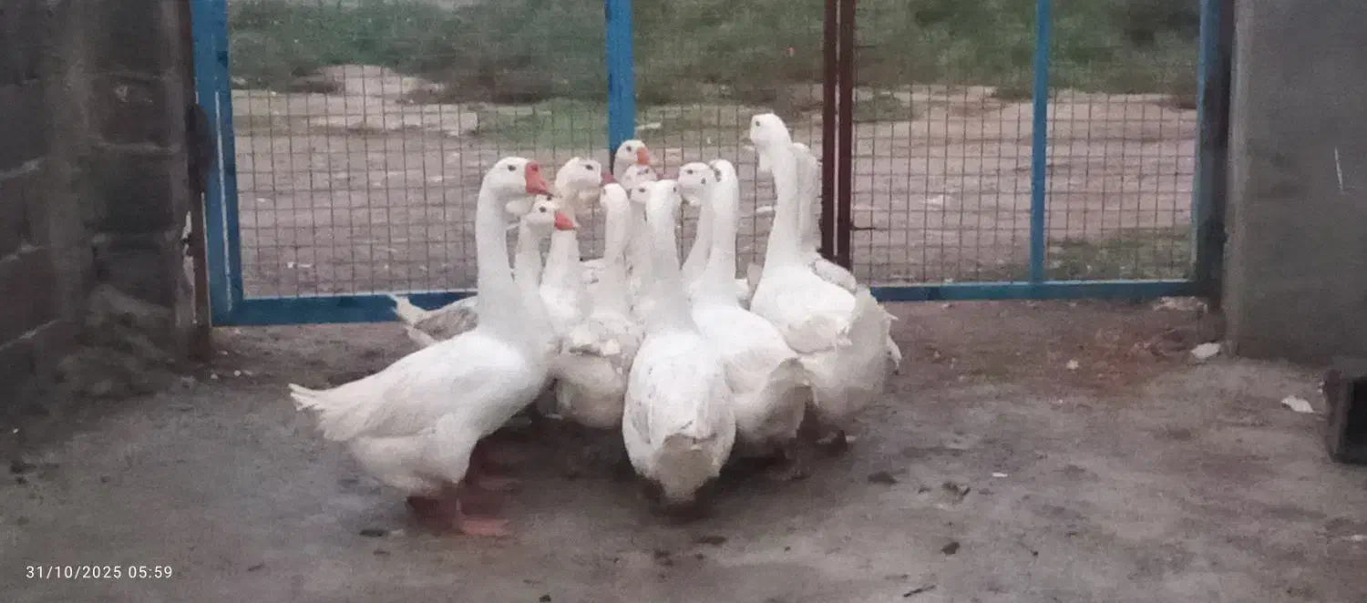 سلام دوستان عزیز قوغاز آوردم برای بروش|حیوانات مزرعه|آق قلا, |دیوار