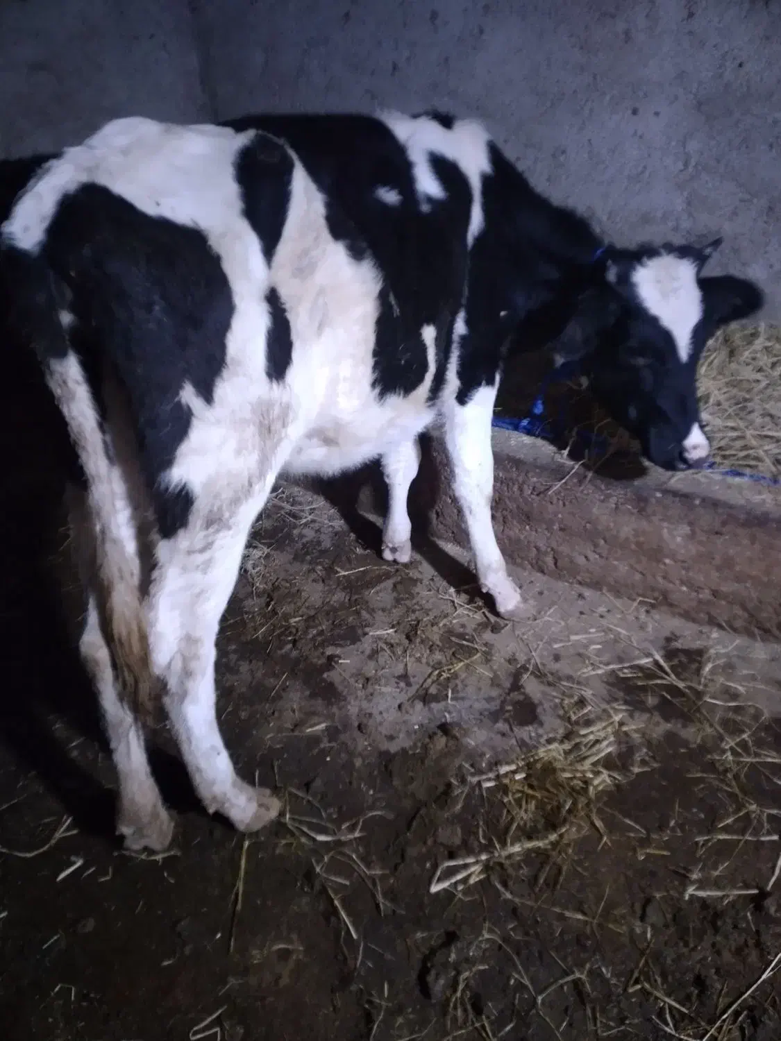 ۲ راس لیشه سیمنتال وهلشتاین اصیل گاو|حیوانات مزرعه|رشت, رودبارتان|دیوار