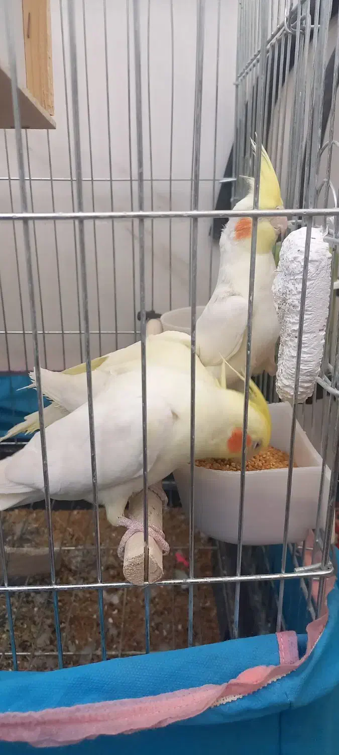 عروس هلندی لوتینو|پرنده|شهریار, شهریار|دیوار