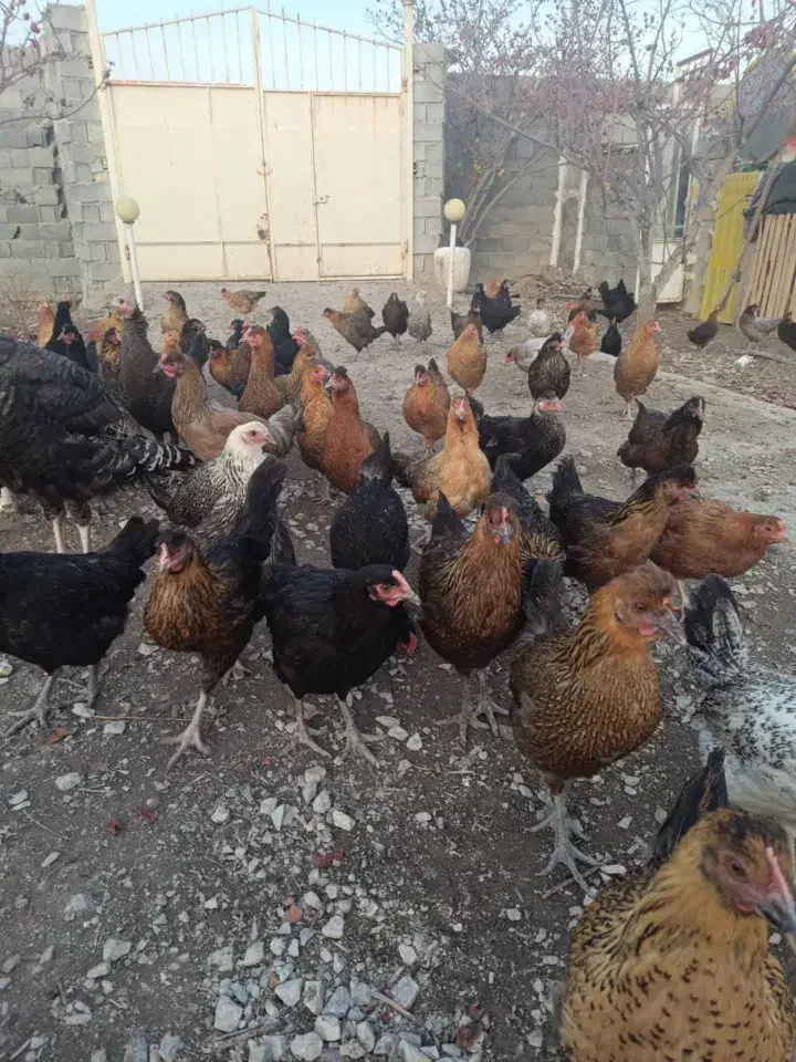 مرغ جهادی|حیوانات مزرعه|زیباشهر, |دیوار