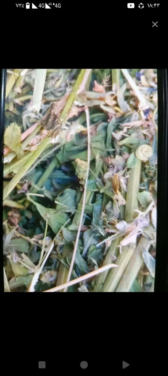 یونجه|خدمات باغبانی و درختکاری|زنجانرود, |دیوار