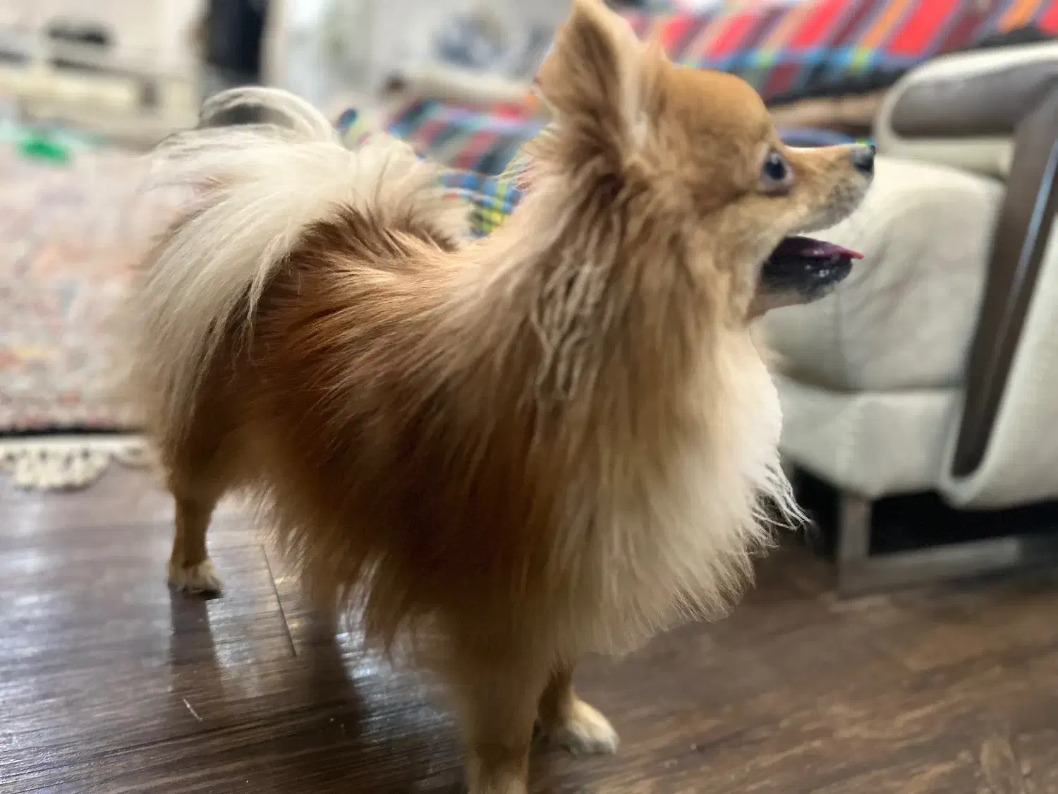 پامرانین|سگ|شاهین‌شهر, خانه کارگر|دیوار