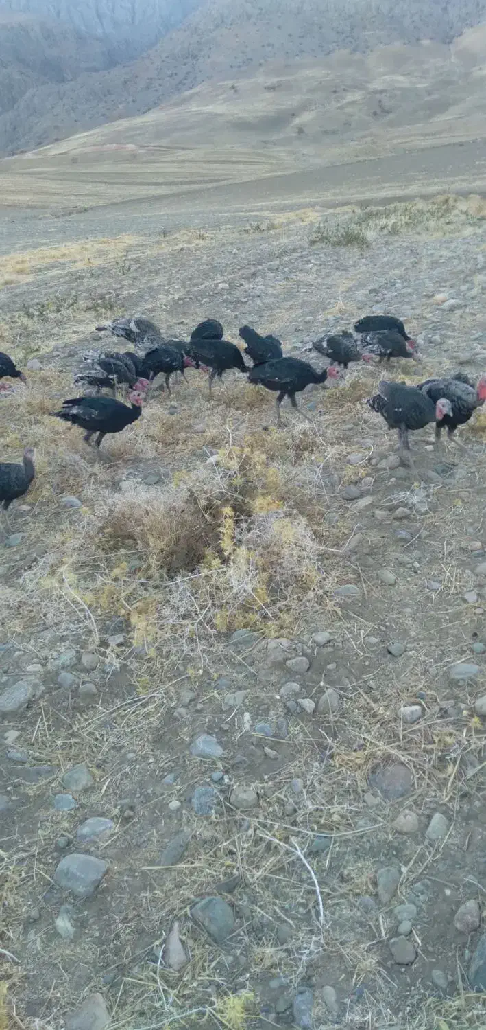 فروشی دونه ای|حیوانات مزرعه|سیلاخور, |دیوار