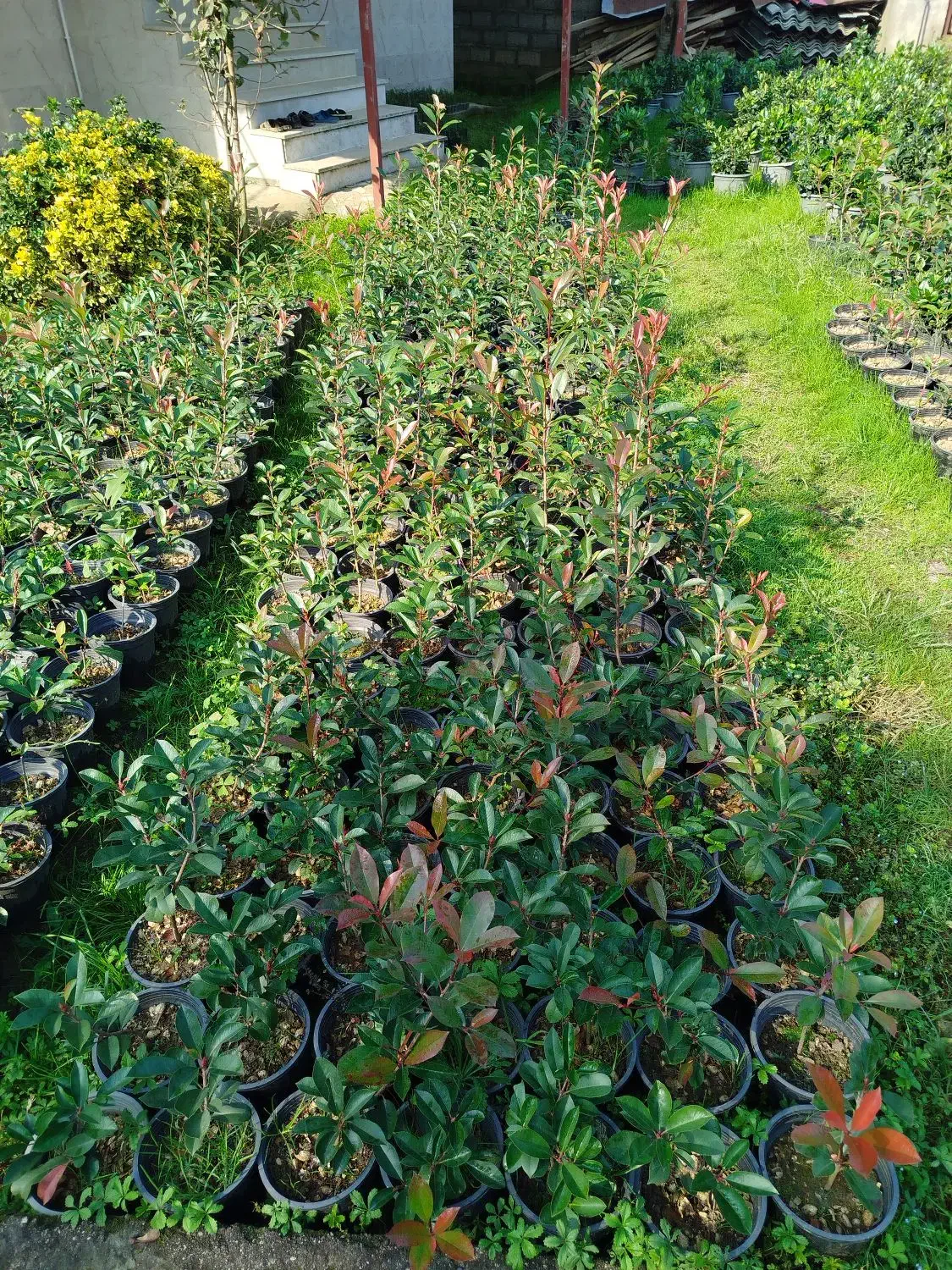 فتونیا ، فوتونیا و یاس هلندی|خدمات باغبانی و درختکاری|واجارگاه, |دیوار