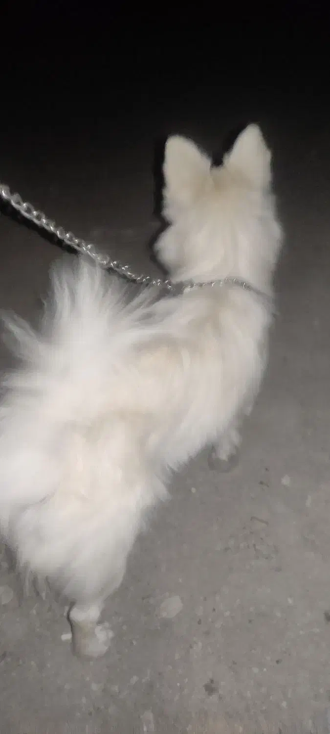 سگ گمشده|سگ|ایرانشهر, |دیوار