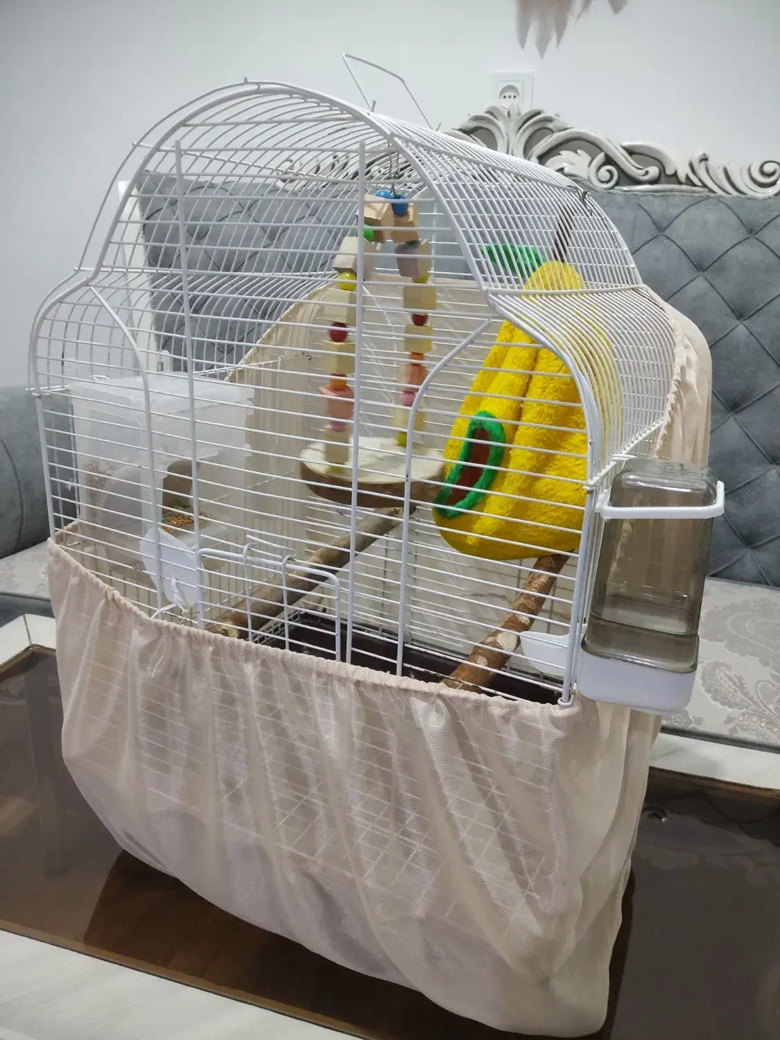 طوطی کوتوله برزیلی|پرنده|بندرعباس, |دیوار