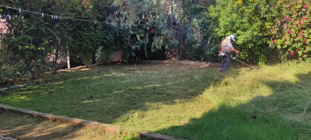 کار چمن زنی انجام میدم|خدمات باغبانی و درختکاری|مسجد سلیمان, |دیوار