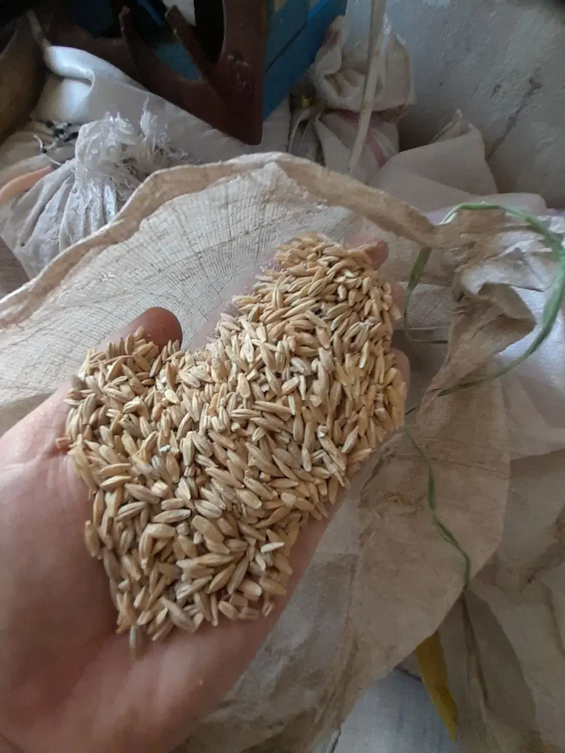 جو محلی چگنی|عمده‌فروشی|چگنی, |دیوار