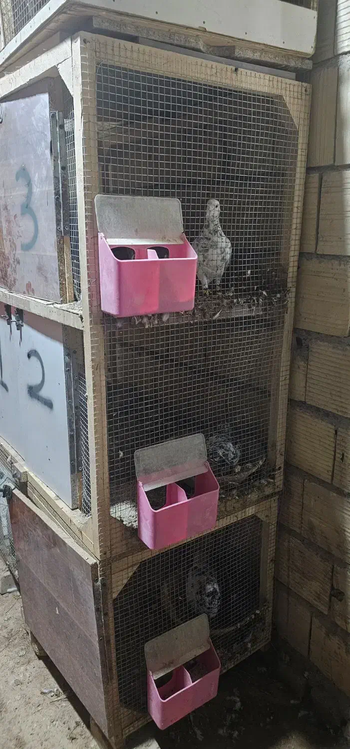 ۲ عدد قفس جفتگاه|لوازم جانبی حیوانات|گناباد, |دیوار