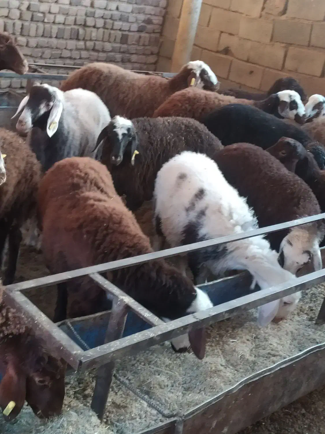 بره ماده 10رس فروشی|حیوانات مزرعه|قلندر آباد, |دیوار