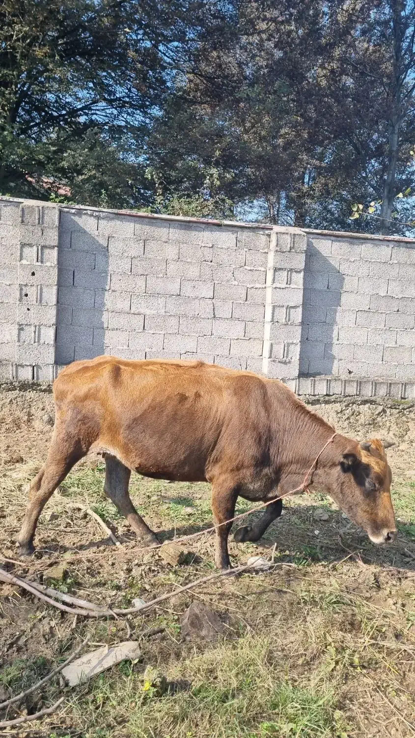گاو ۵ماه نیم شکم دورگ سویسی|حیوانات مزرعه|احمدسرگوراب, |دیوار
