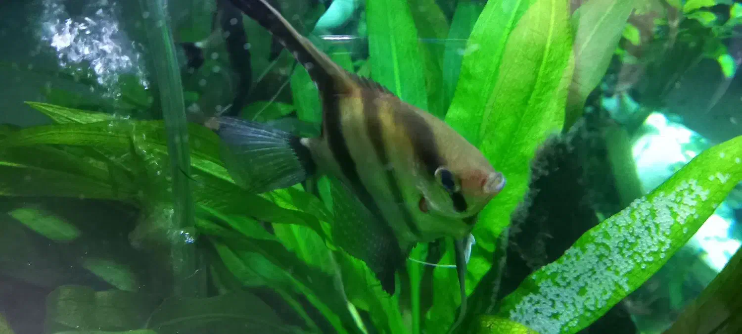 انجل جفت با تعداد تخم خیلی بالا|ماهی|تهران, مسعودیه|دیوار