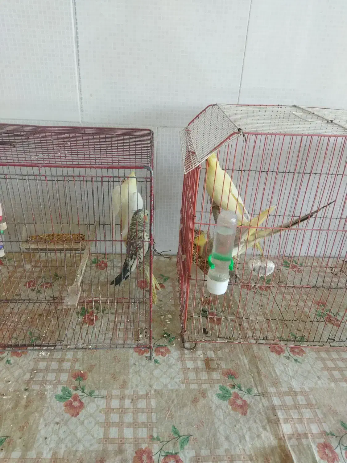 عروس هلندی|پرنده|شفت, |دیوار