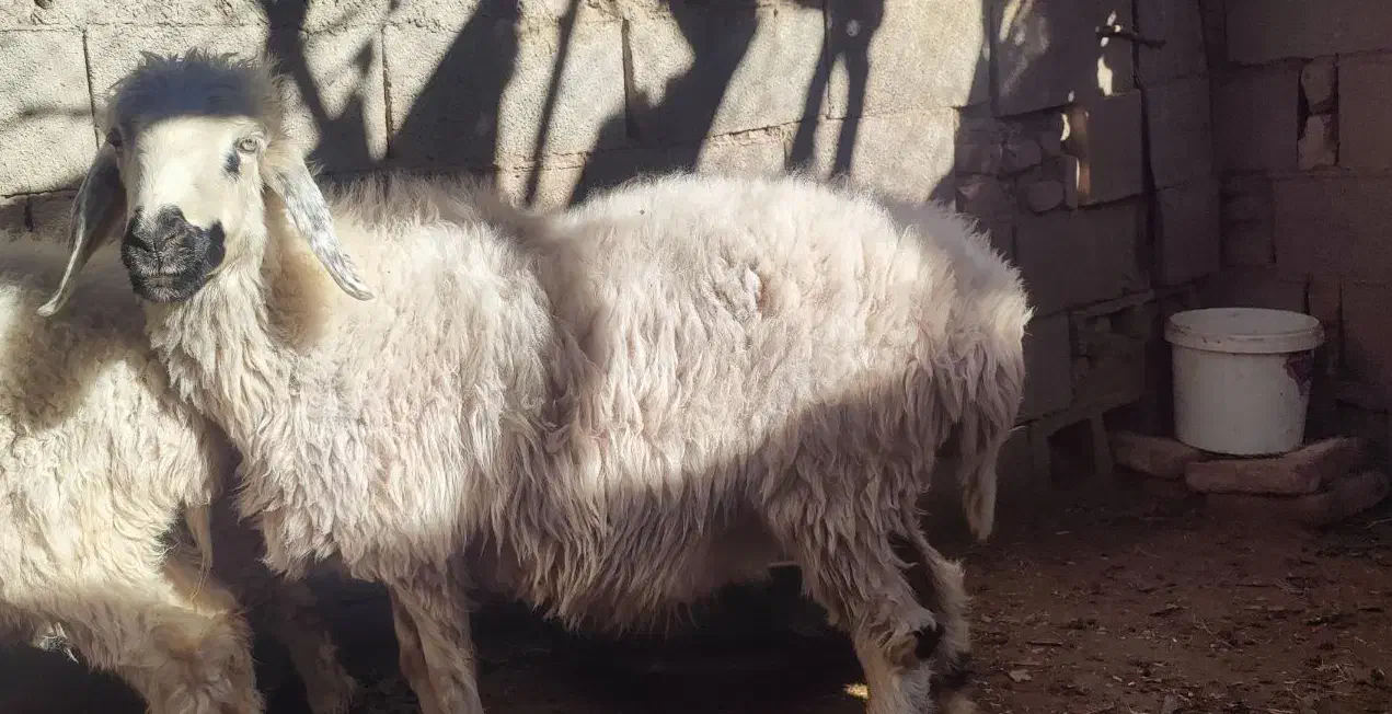 فروش دو تا میش با دو بره|حیوانات مزرعه|جلگه ماژان, |دیوار