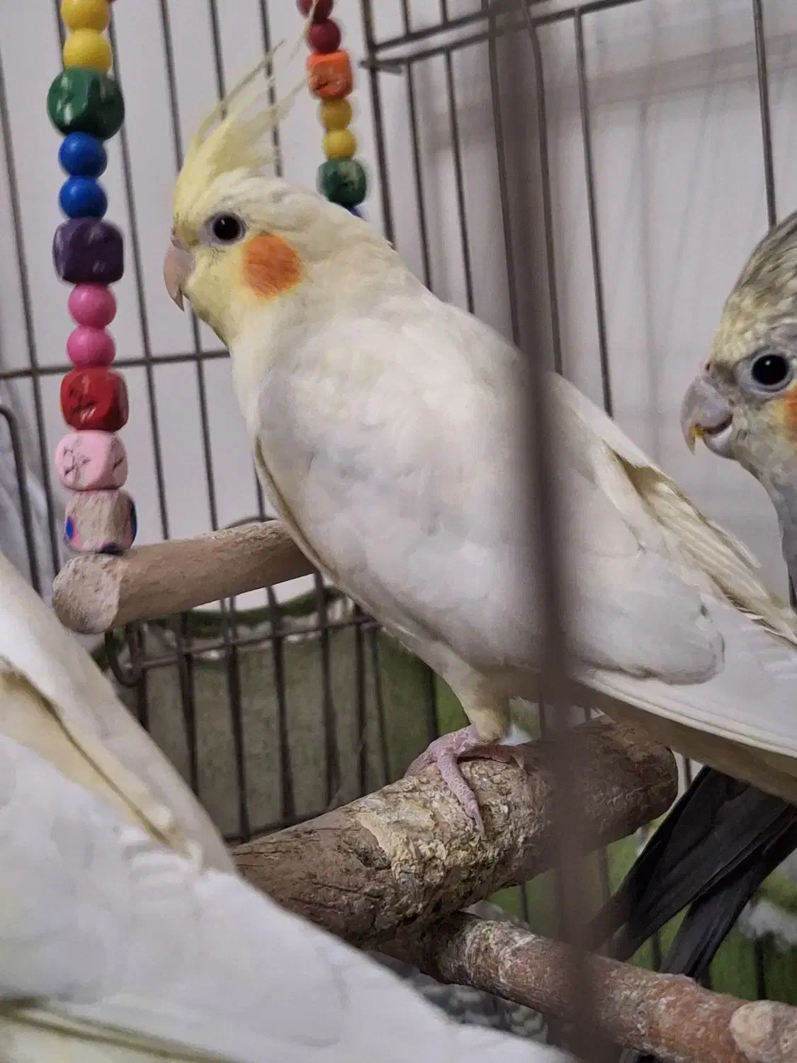 عروس هلندی ماده بالغ|پرنده|تهران, اوقاف|دیوار