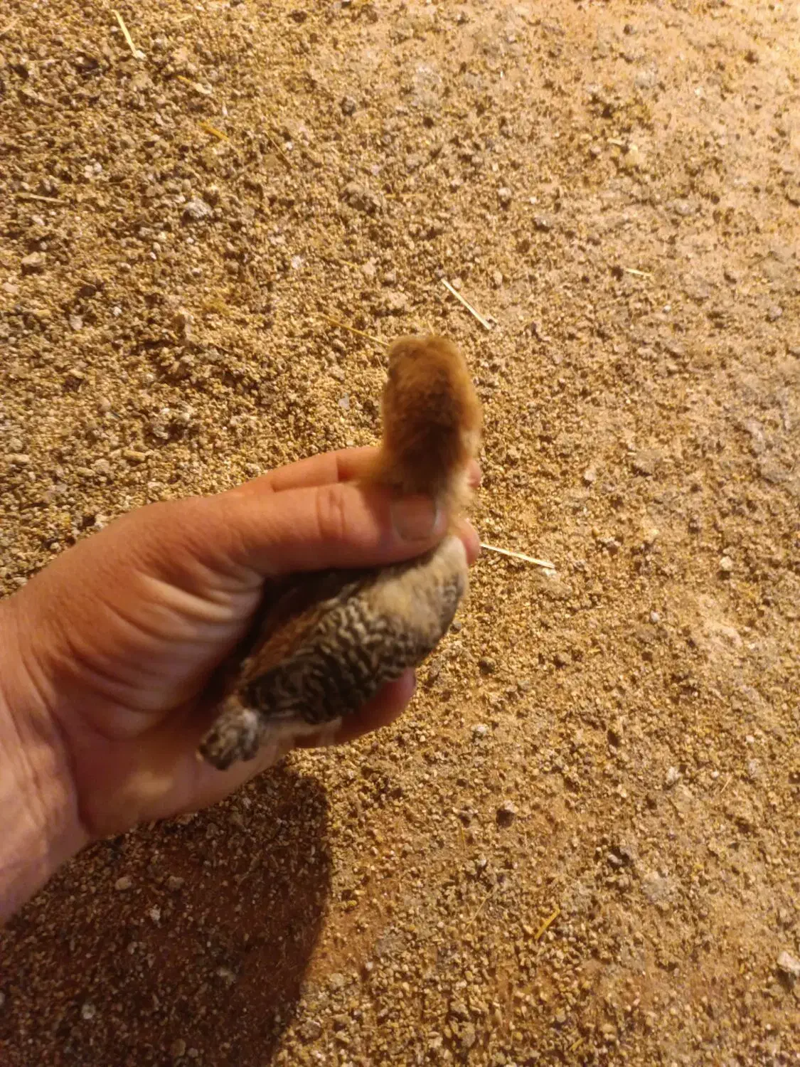 جوجه گلپایگانی 20روزه|حیوانات مزرعه|قلعه نو, |دیوار