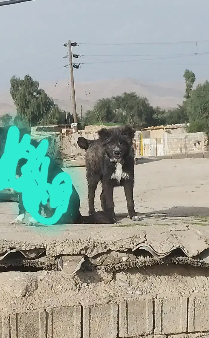 سگ قدرجونی|سگ|مسجد سلیمان, |دیوار