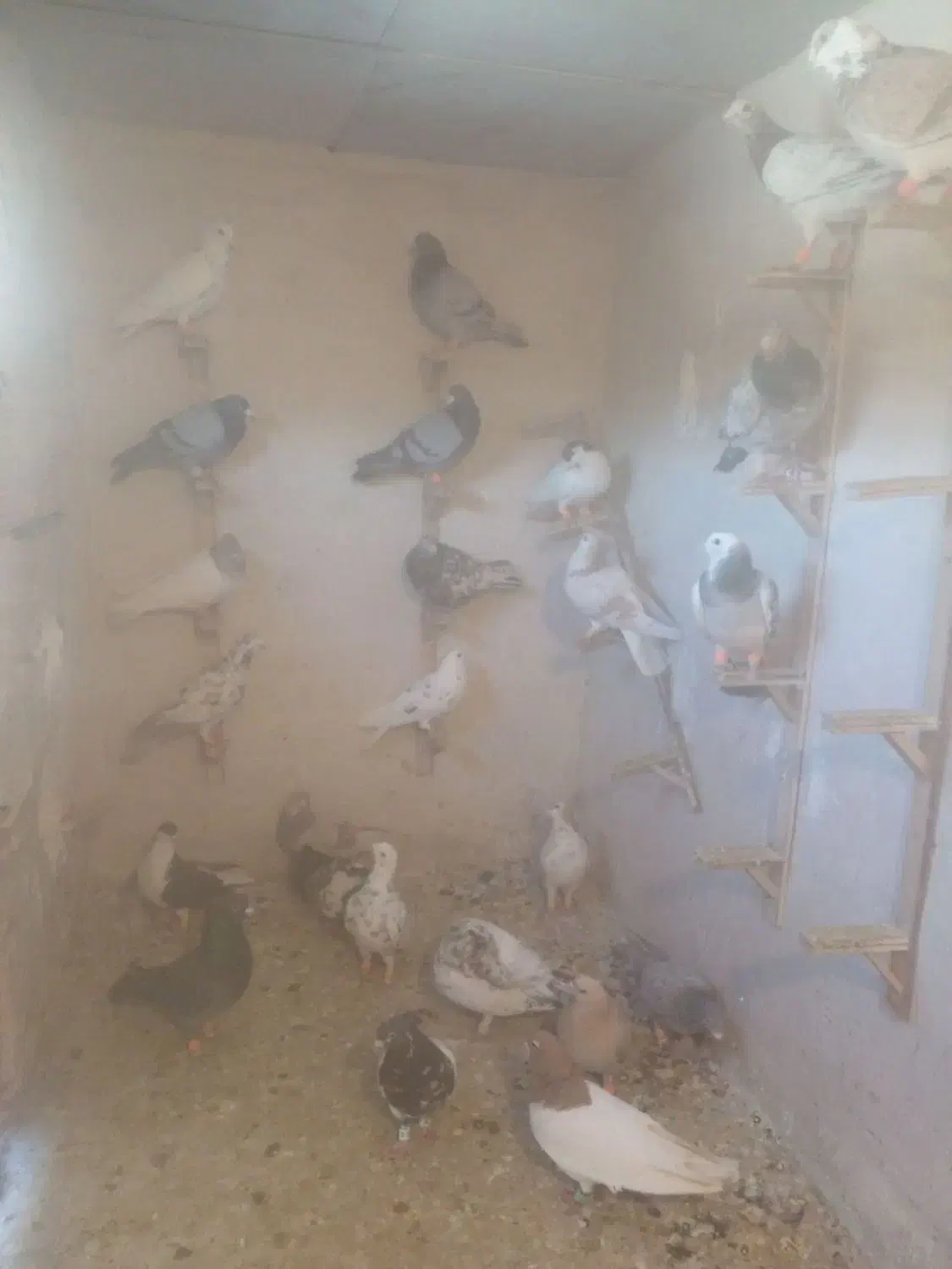 کبوتر|پرنده|چناران, |دیوار