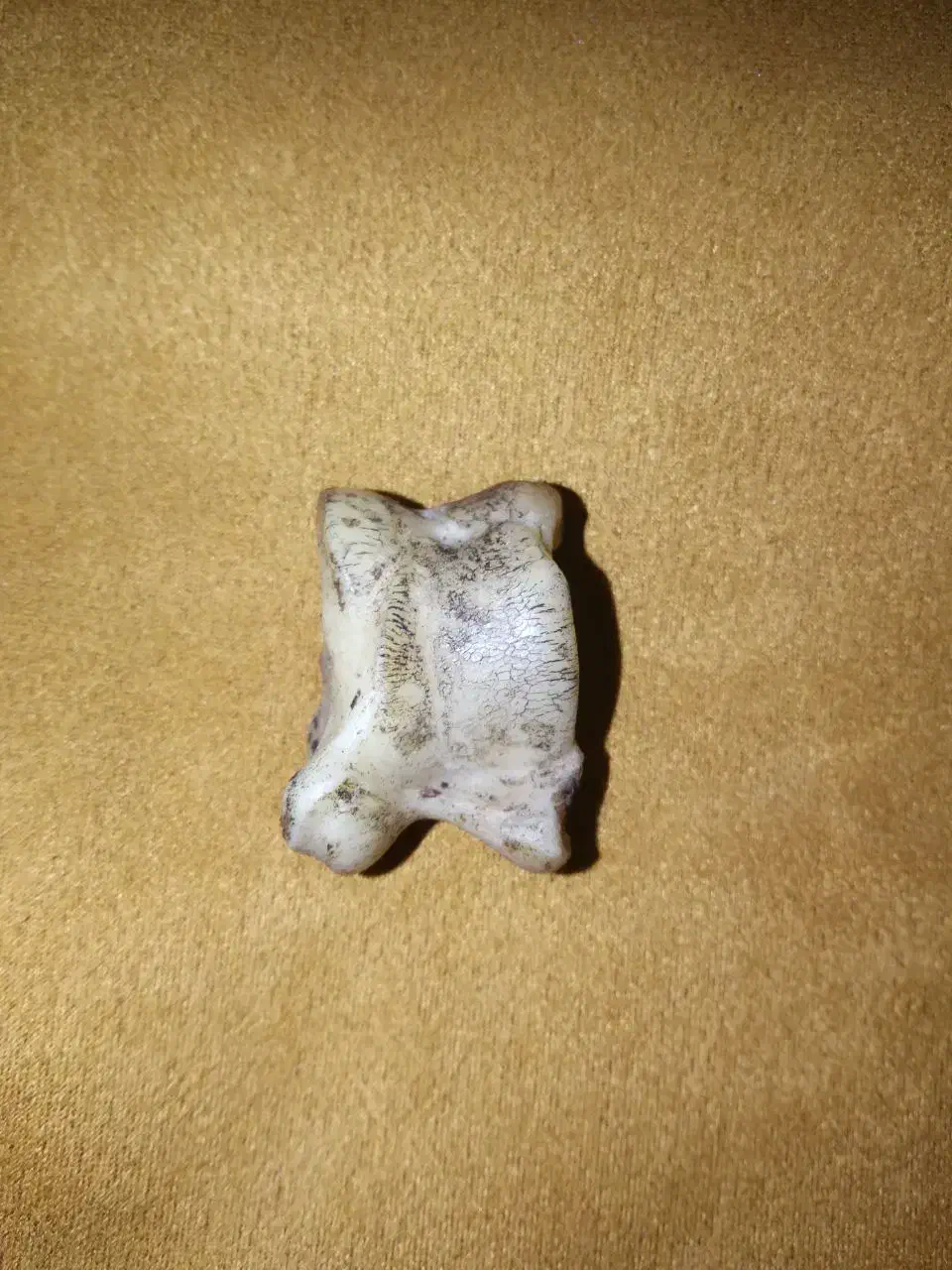 سنگ اصل گورگ|جواهرات|اهواز, کمپلو شمالی|دیوار