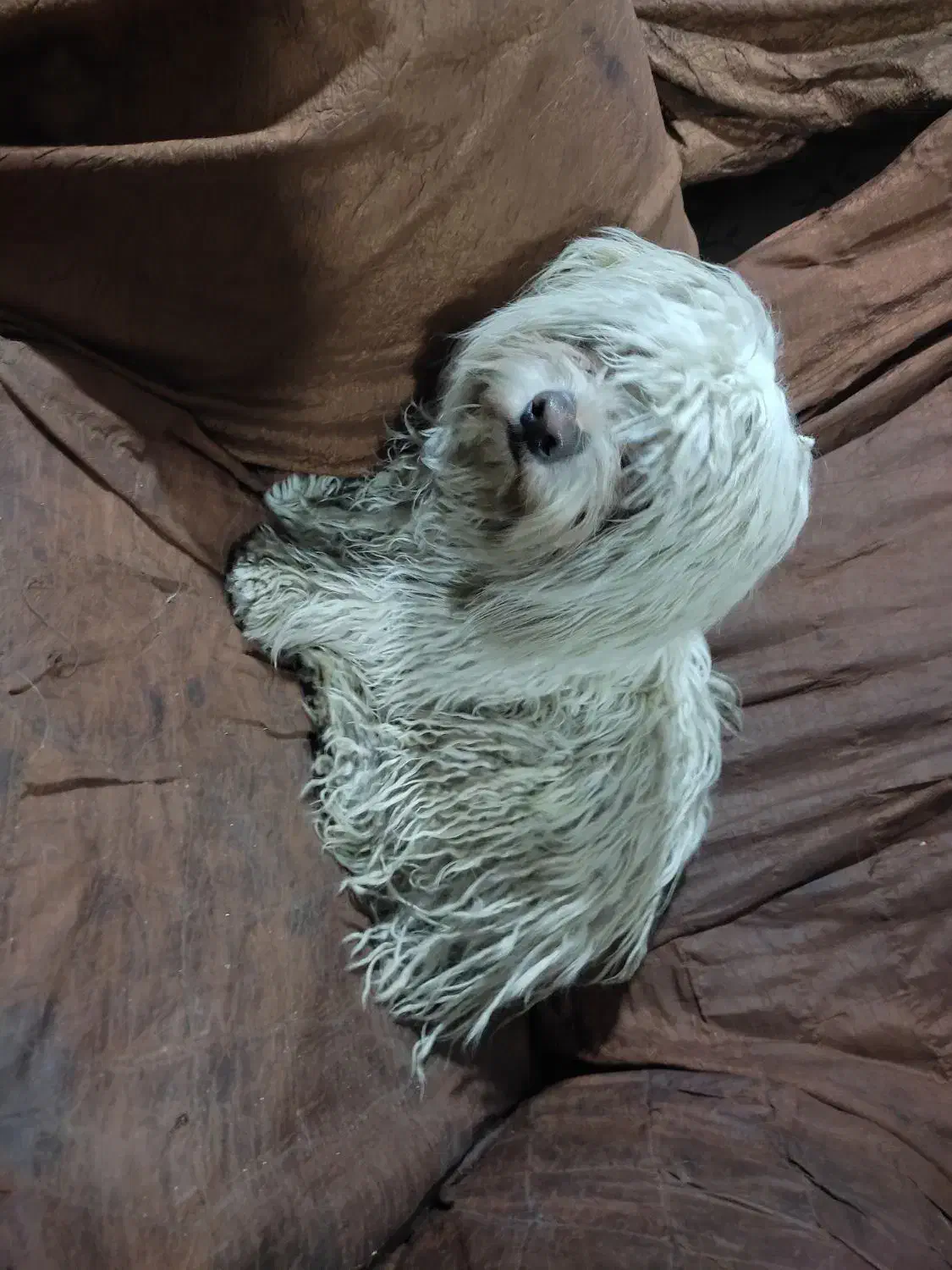 سگ های نژاد دار|سگ|شیراز, شهرک بهار|دیوار