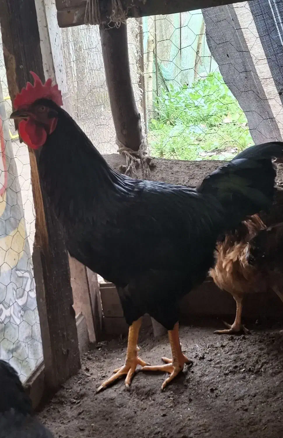 خروس مرند|حیوانات مزرعه|کیاشهر, |دیوار