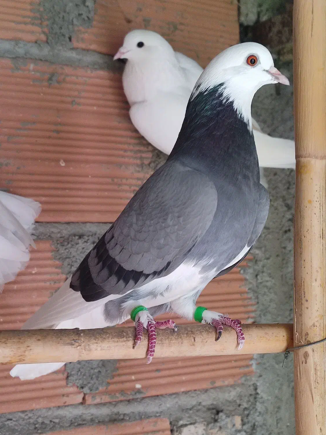 فروش کبوتر|پرنده|ساری, |دیوار