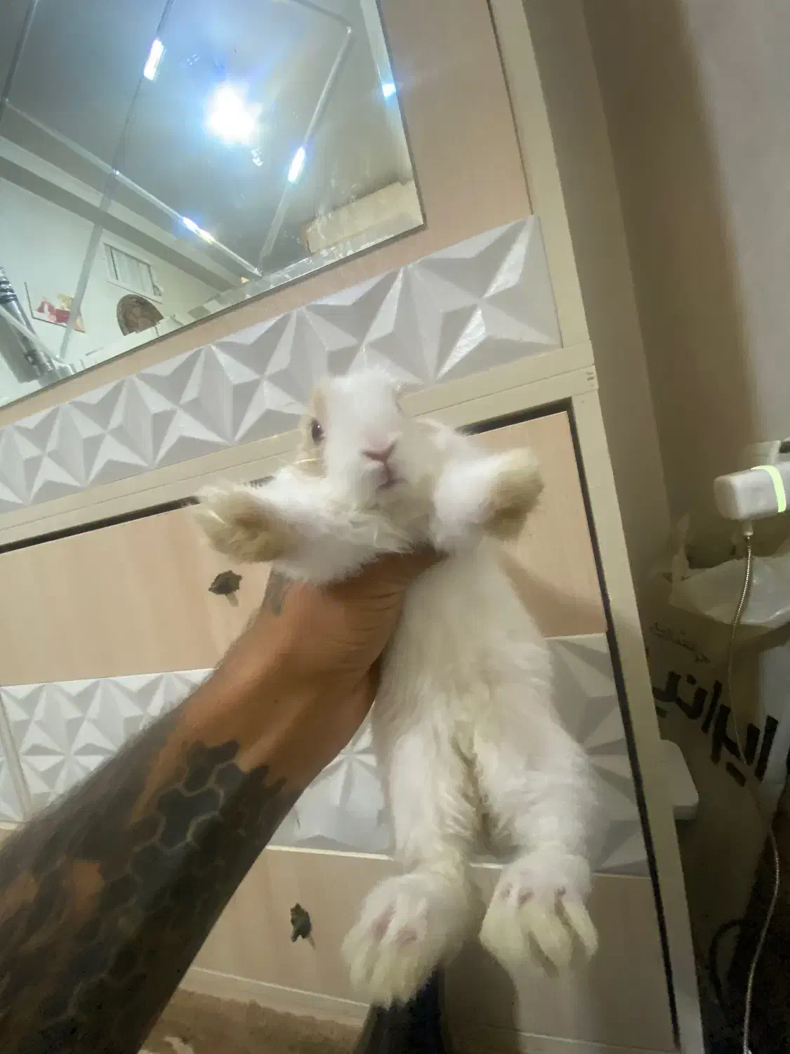 خرگوش واگذاری رایگان|موش و خرگوش|هشتگرد, فاز ۷ مهستان|دیوار