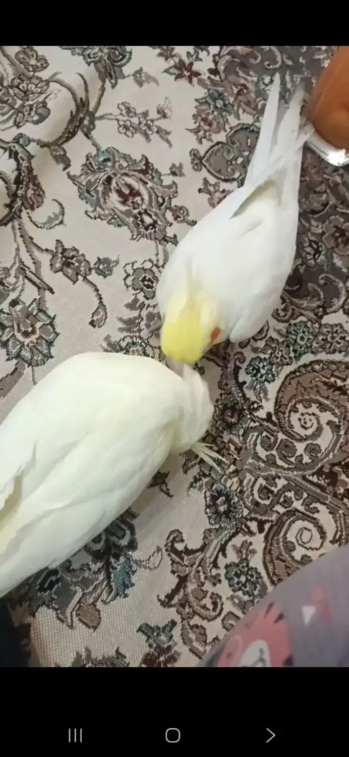 مژدگانی ۳ میلیون تومن میدم عروسم گم شده|حیوانات|مرند, |دیوار