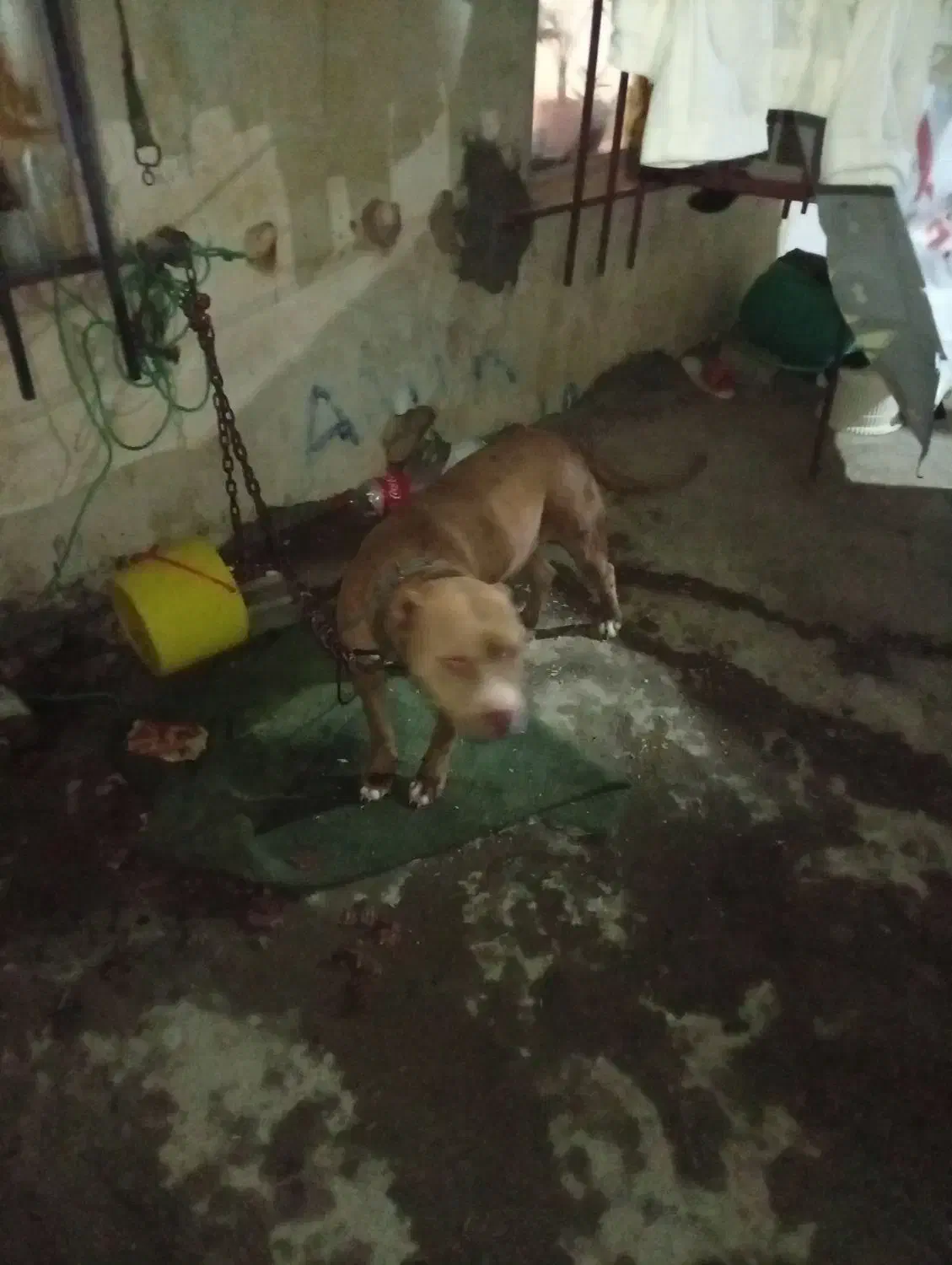 واگذاری پیتبول ماده|سگ|گرگان, |دیوار