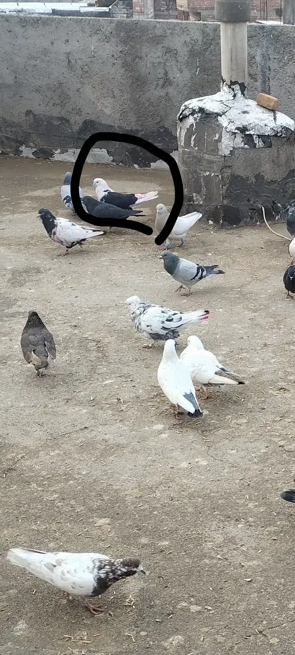 کبوتر پشتی|حیوانات|میاندوآب, |دیوار