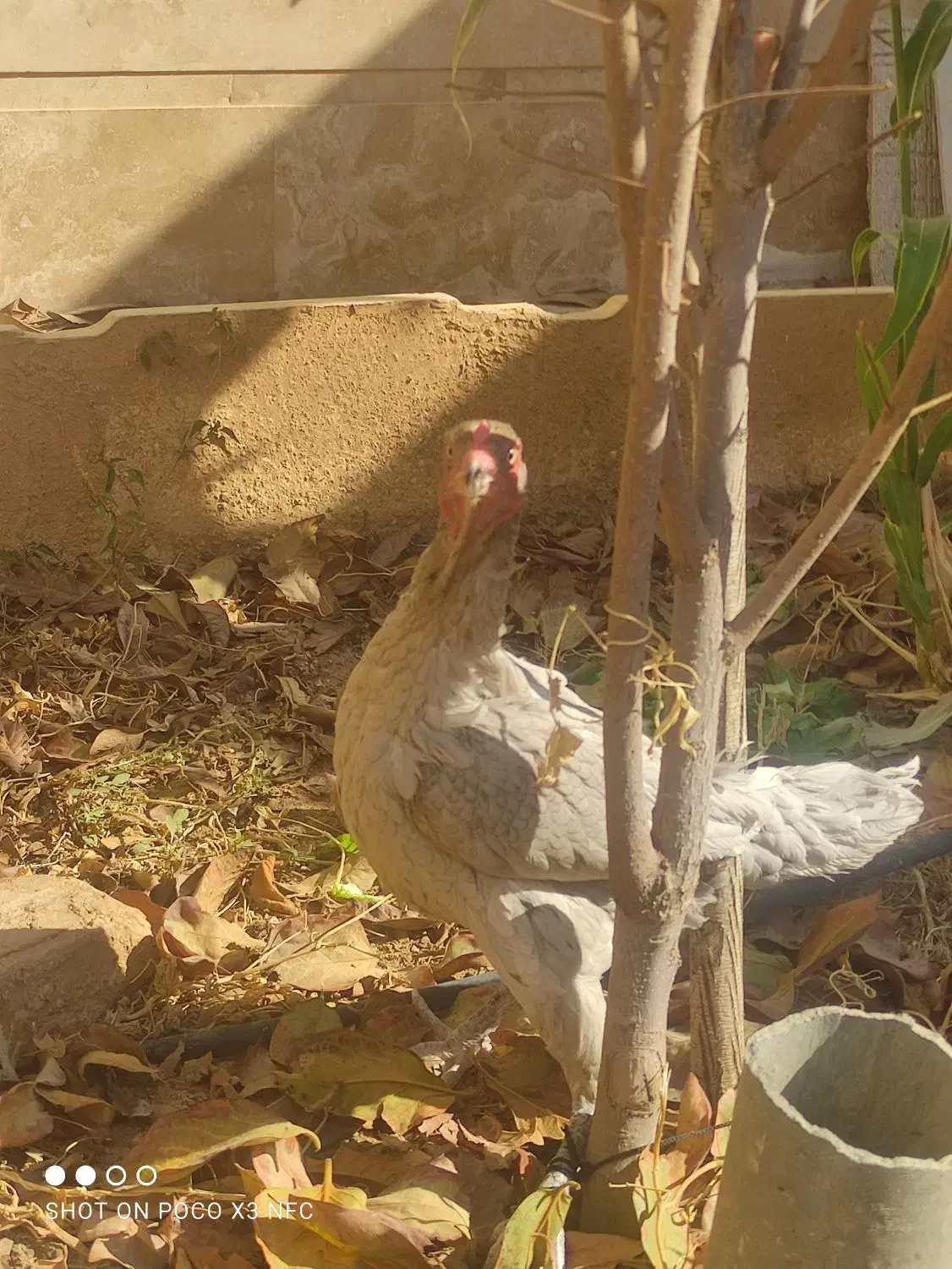 مرغ لاری|حیوانات مزرعه|شیراز, شهرک مهدیه|دیوار